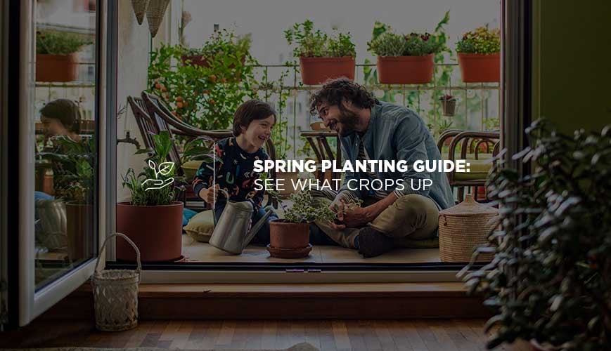 Spring Plants