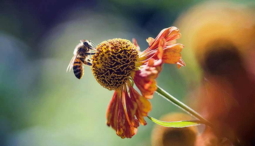 Proteger a nuestros polinizadores son las rodillas de las abejas