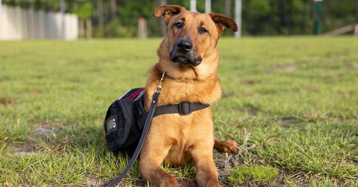 Drug-Free-Wellness:-Chiropractic-Care-and-K9s-for-Warriors